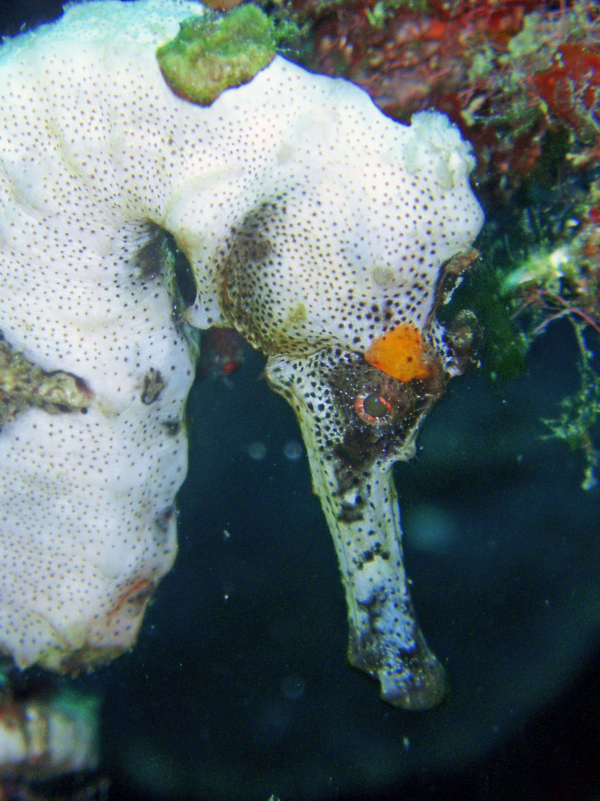 Sea Horse, Caribbean Roatan, South side