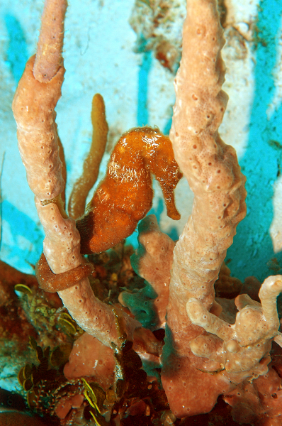 Sea Horse in Coral