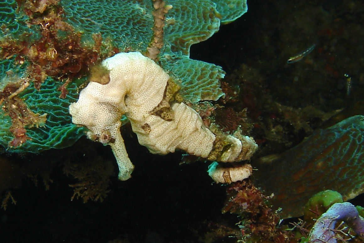 Sea Horse in Roatan