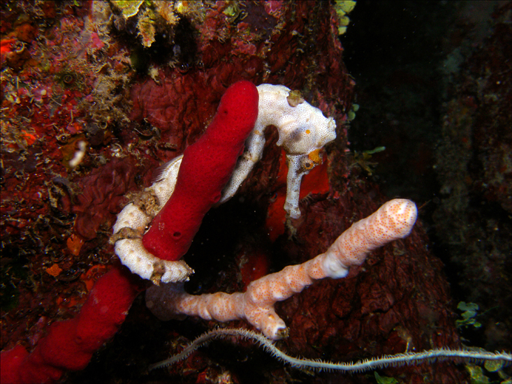 Sea Horse, Roatan