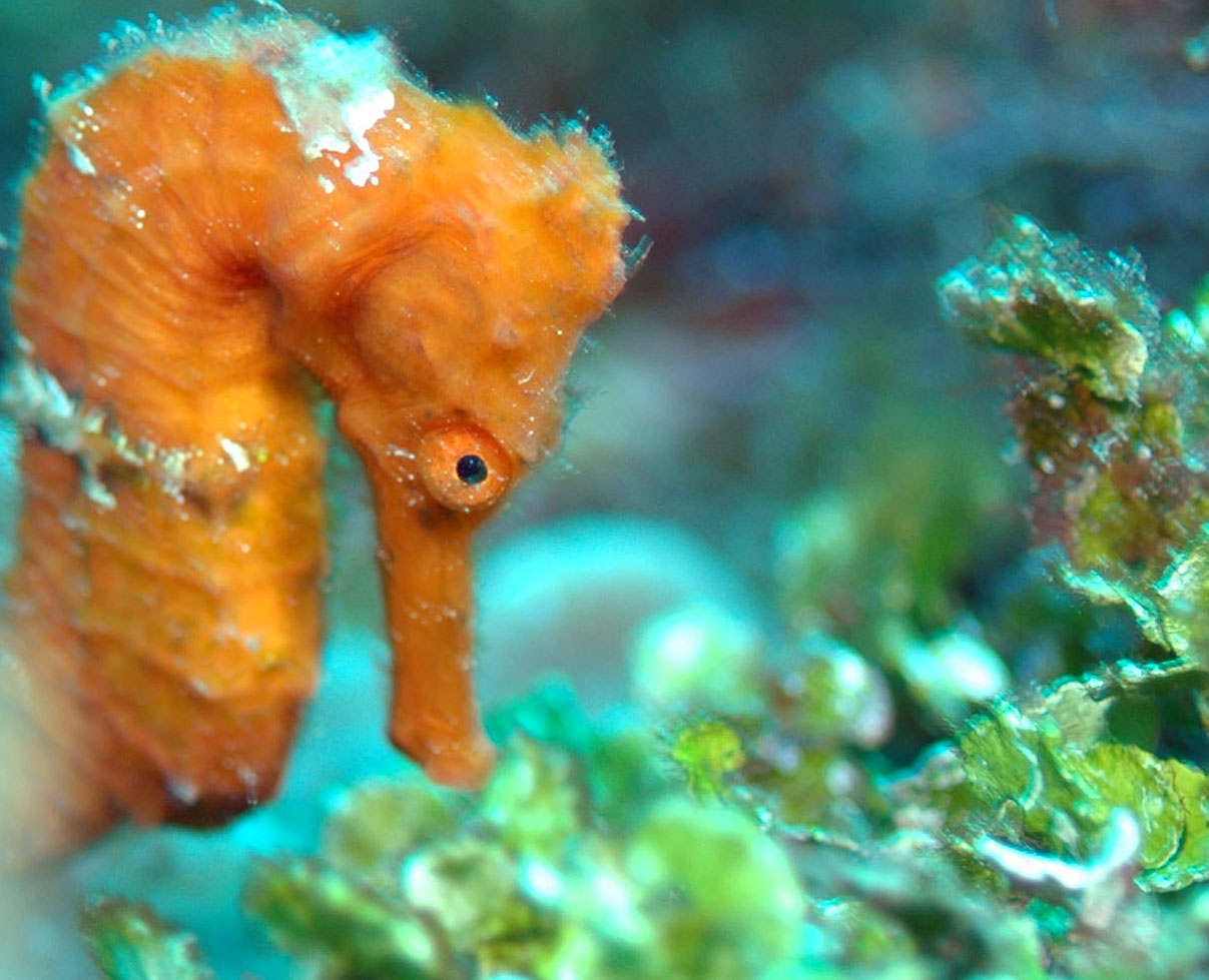 Sea Horse