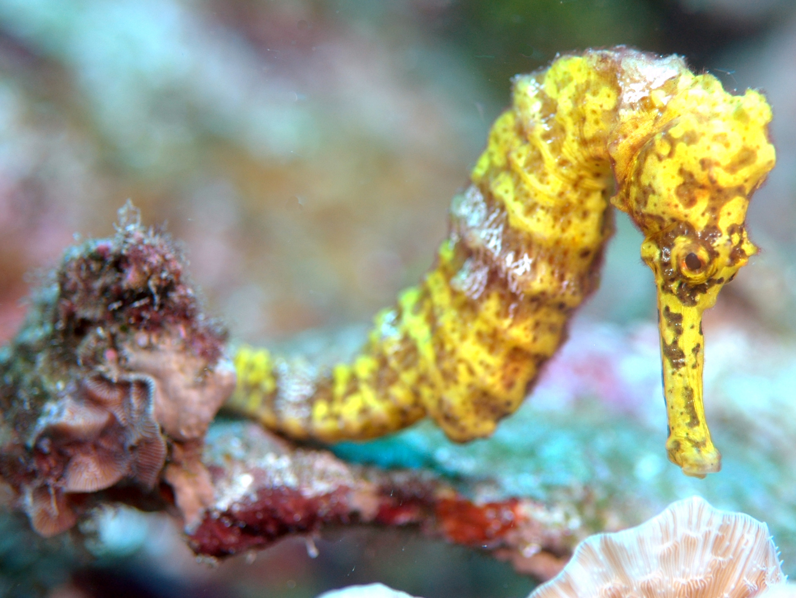 Sea Horse