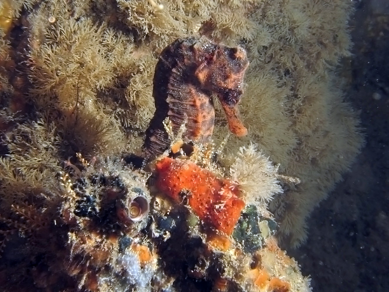 Sea Horse