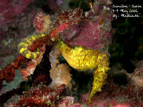 sea horse