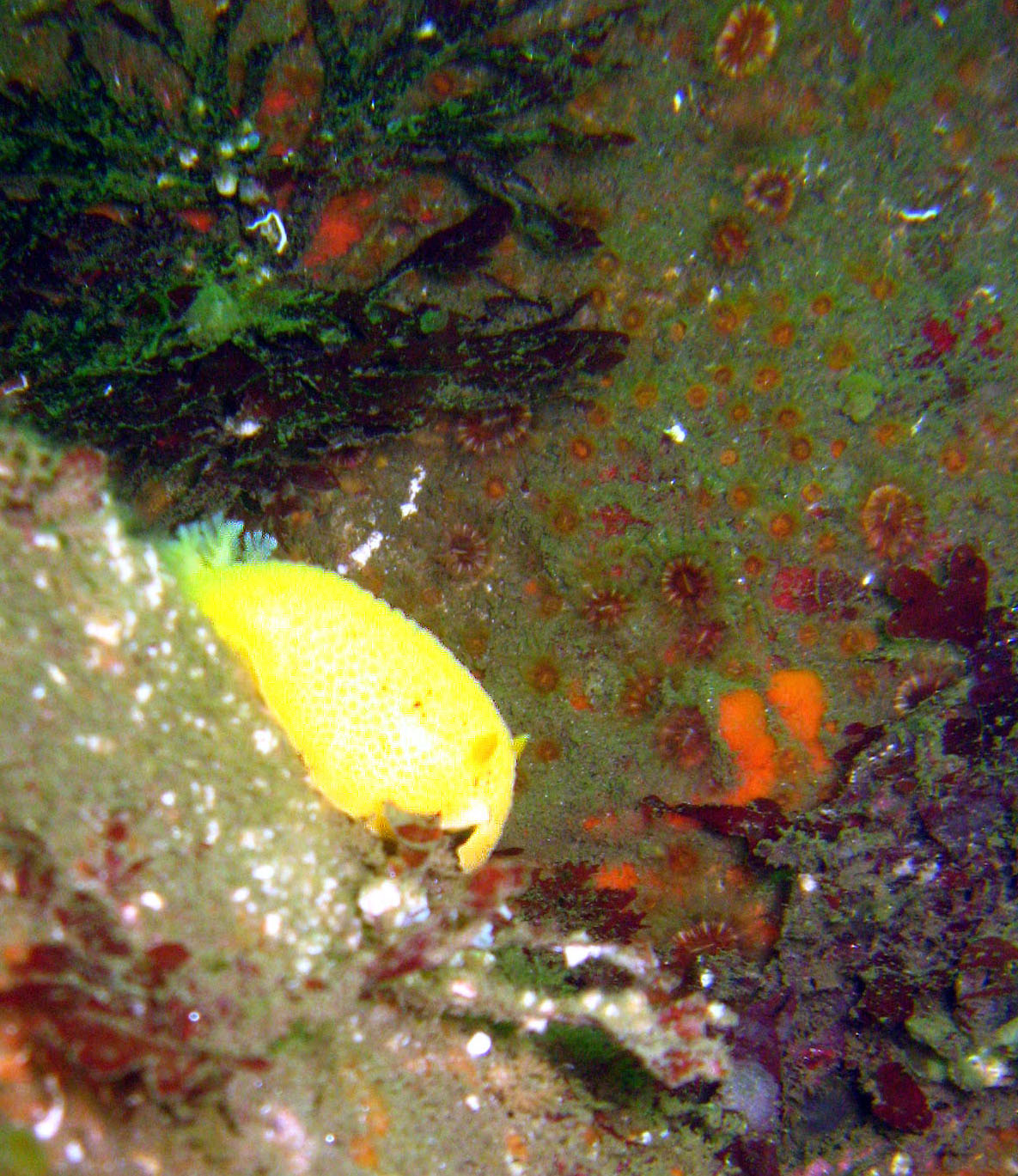 Sea Lemon!! (albeit blurry)