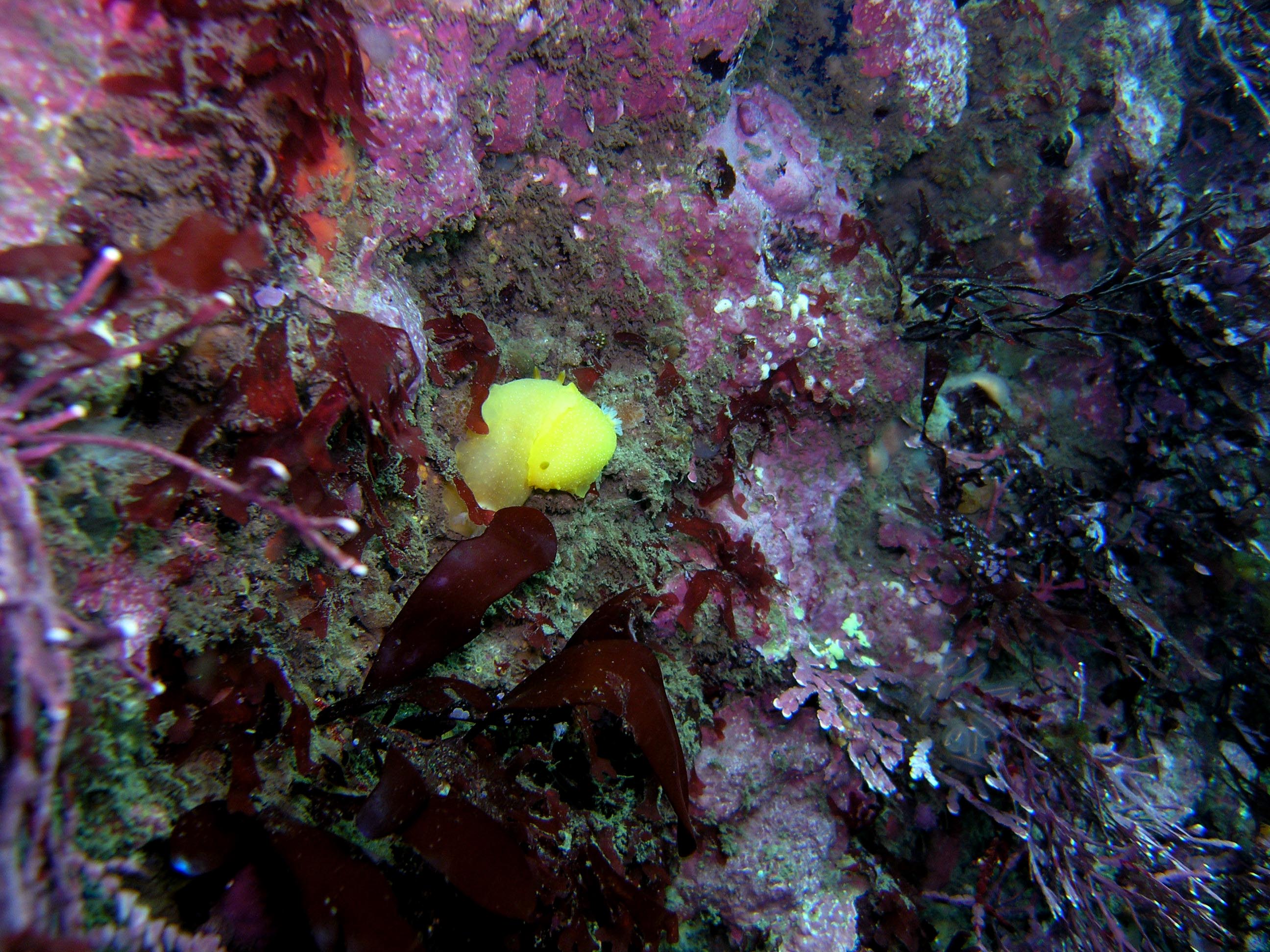 Sea Lemon or Lemon Nudibranch