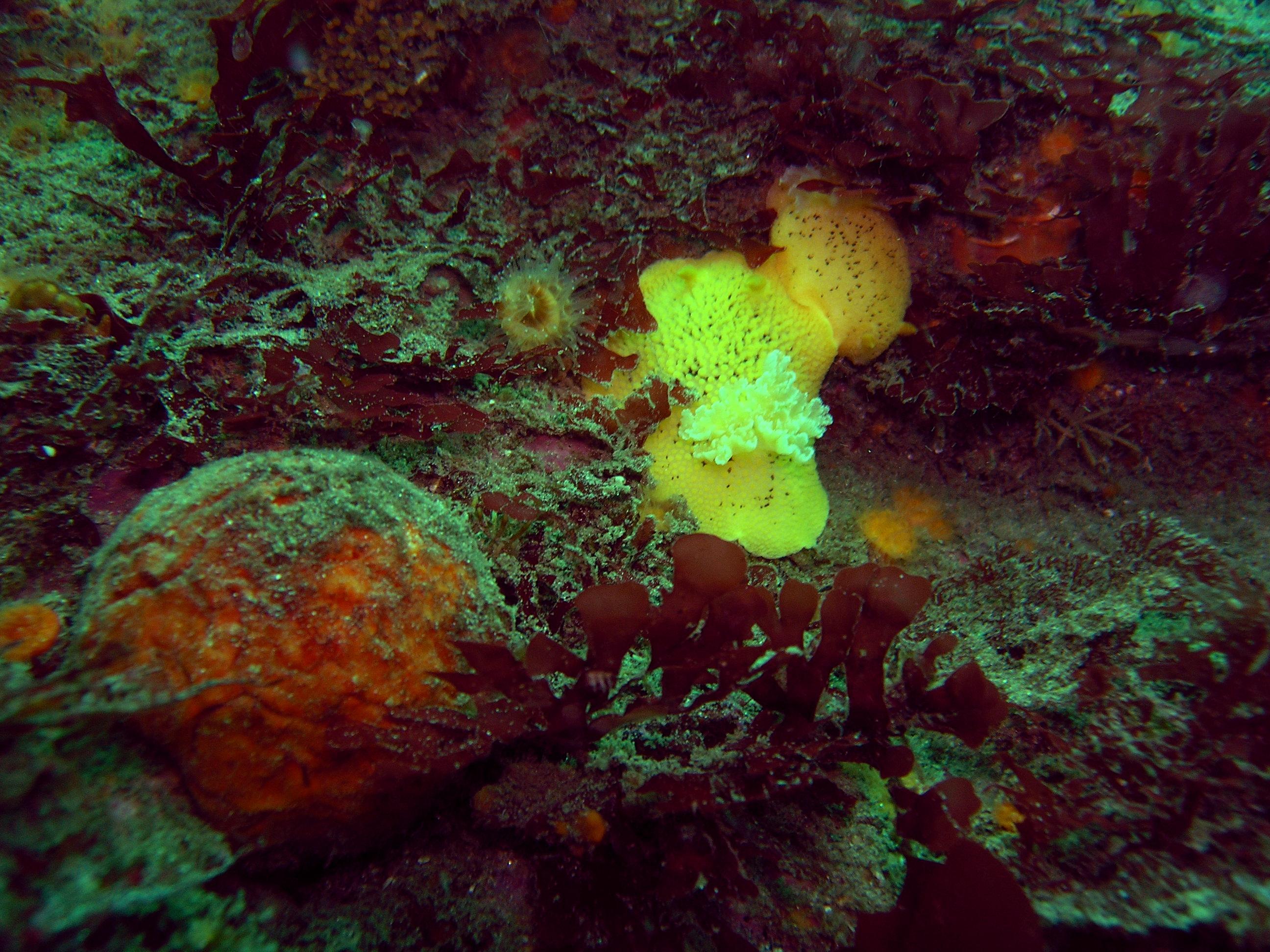 Sea Lemon & Orange Puff Ball  Sponge