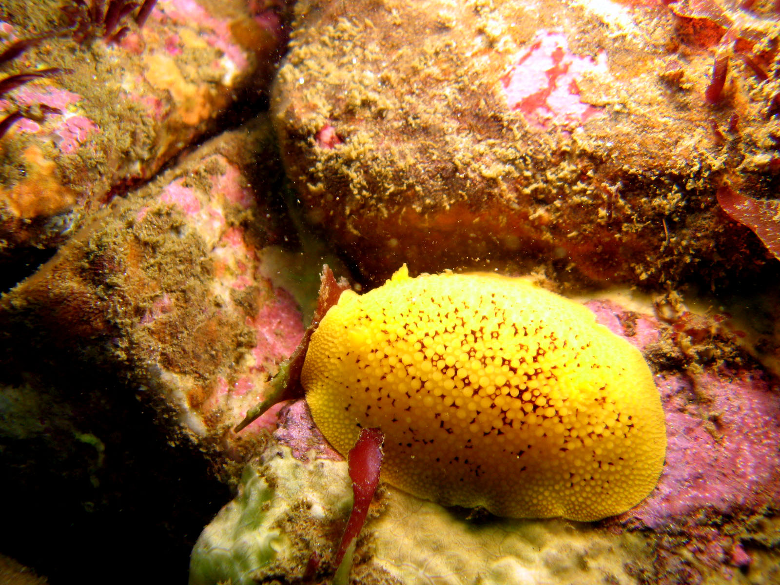 Sea Lemon (Peltodoris Nobilis)