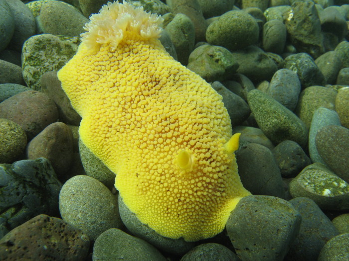 Sea Lemon