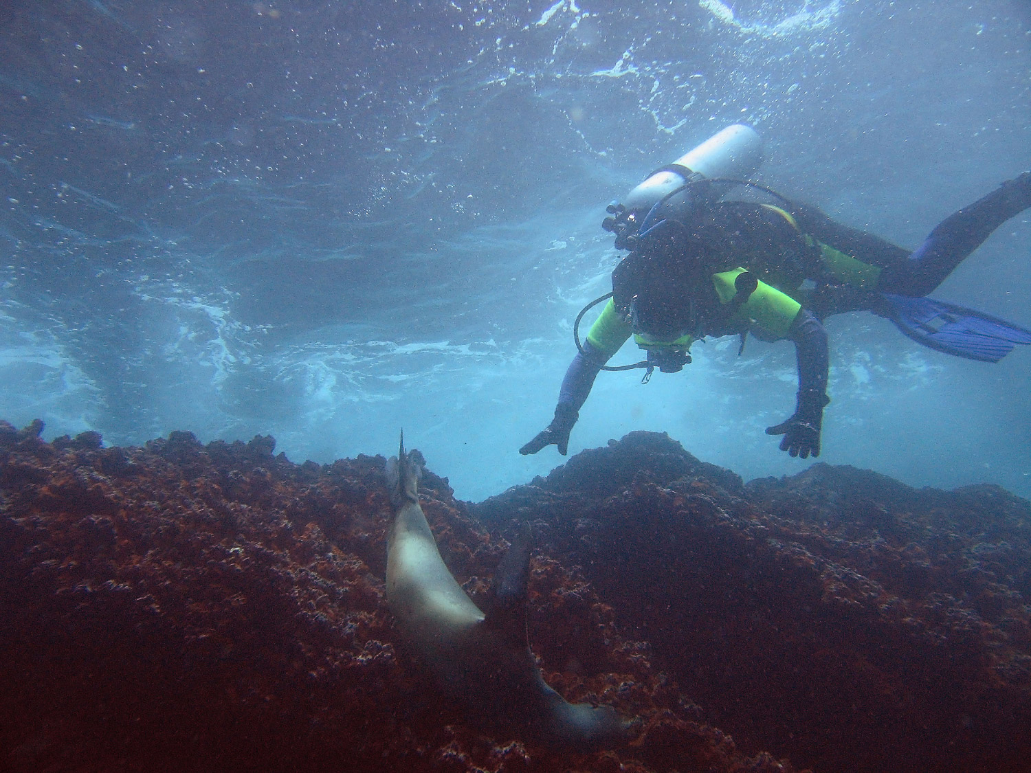 Sea Lion and Diver