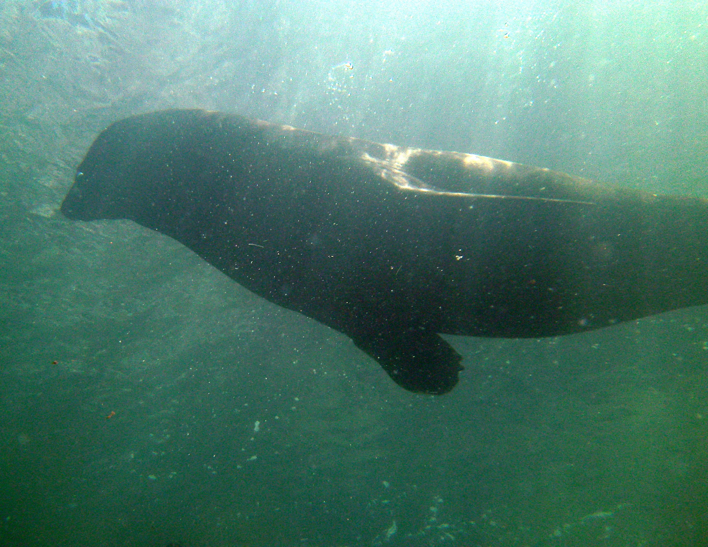 Sea Lion