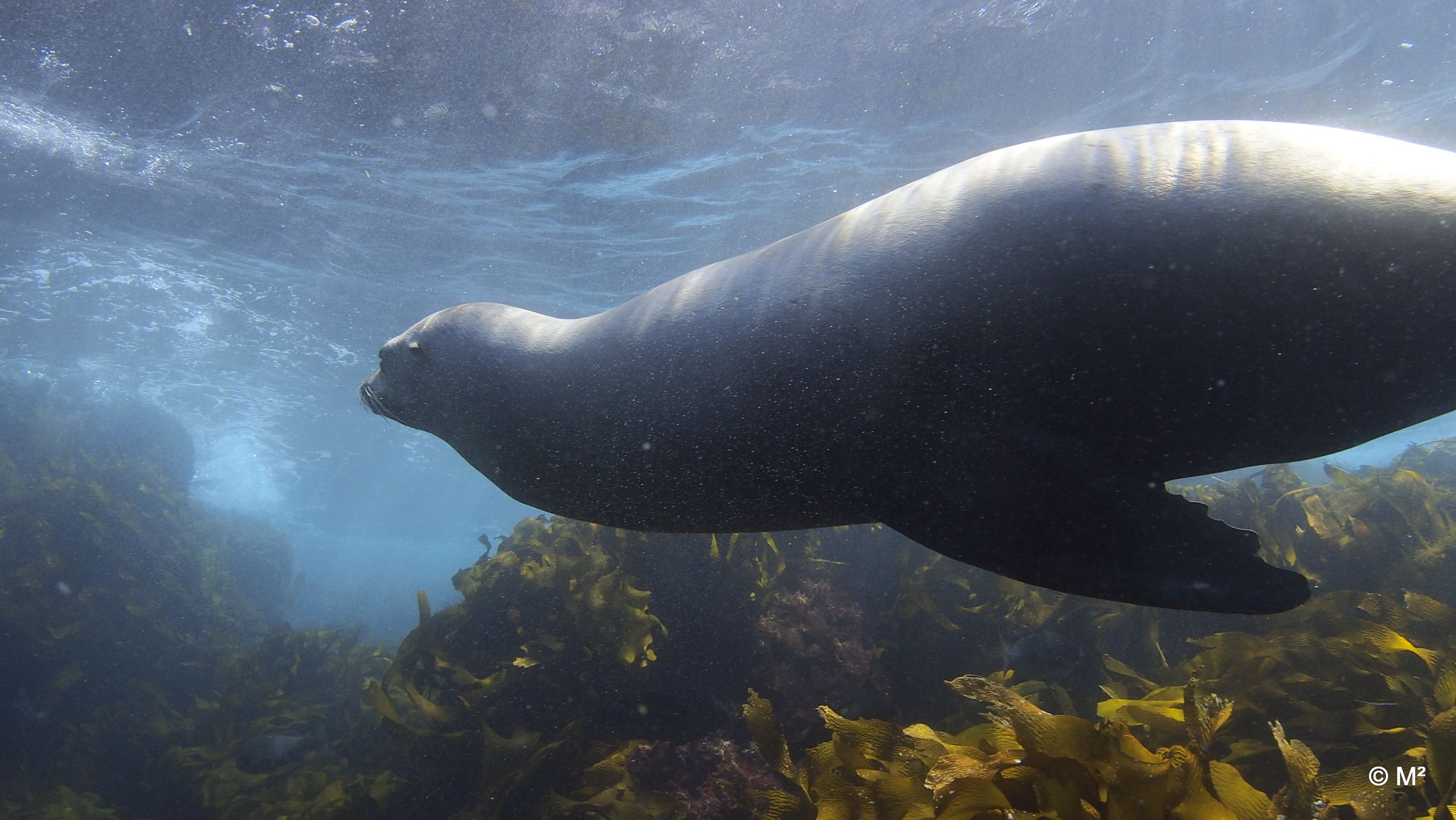 Sea Lion