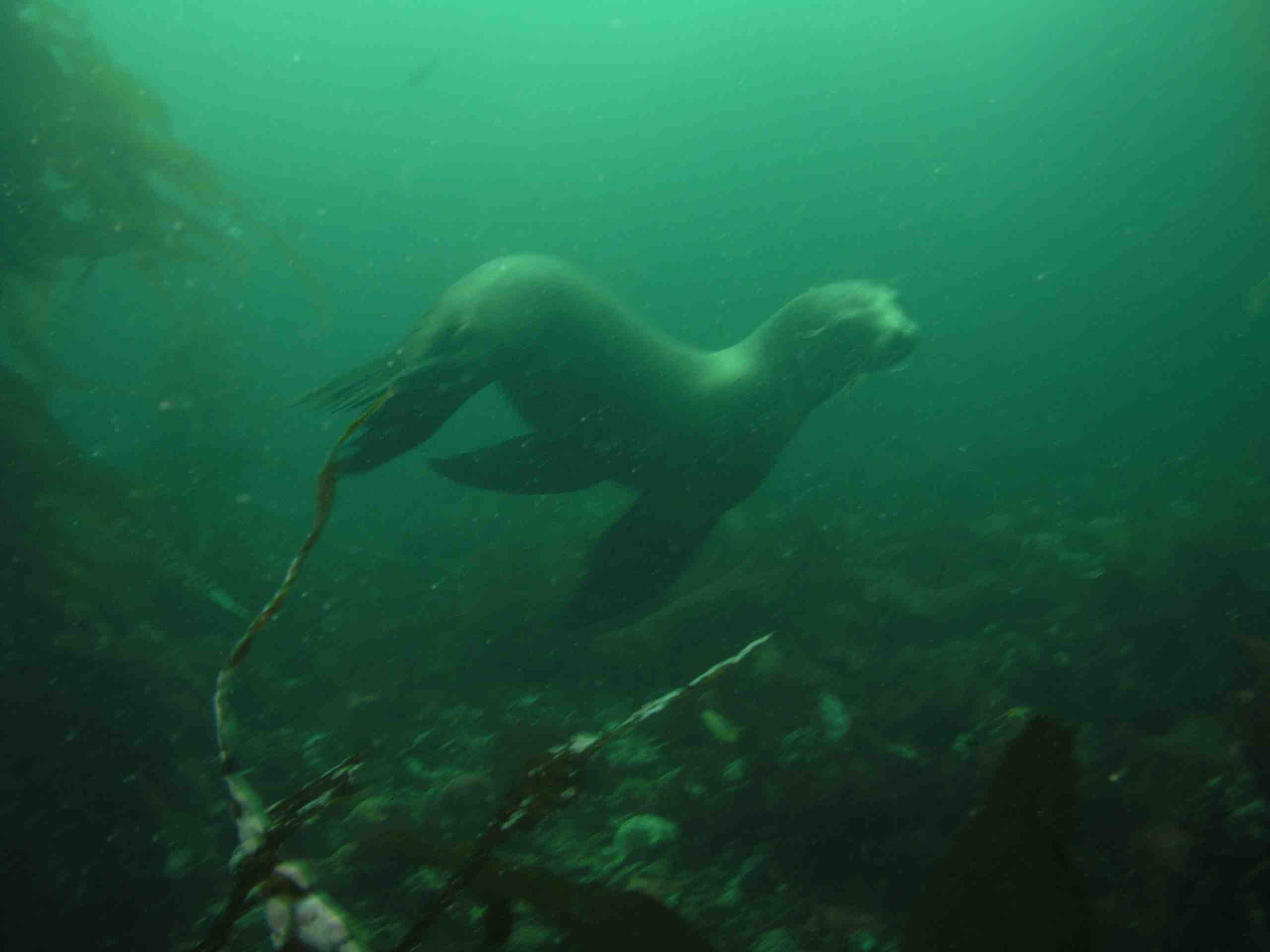 Sea Lion