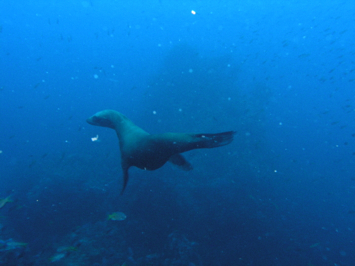 Sea Lion