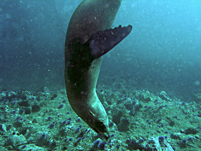 Sea Lions