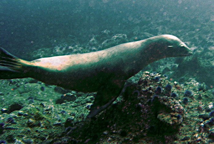 Sea Lions