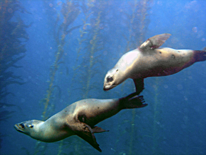 Sea Lions