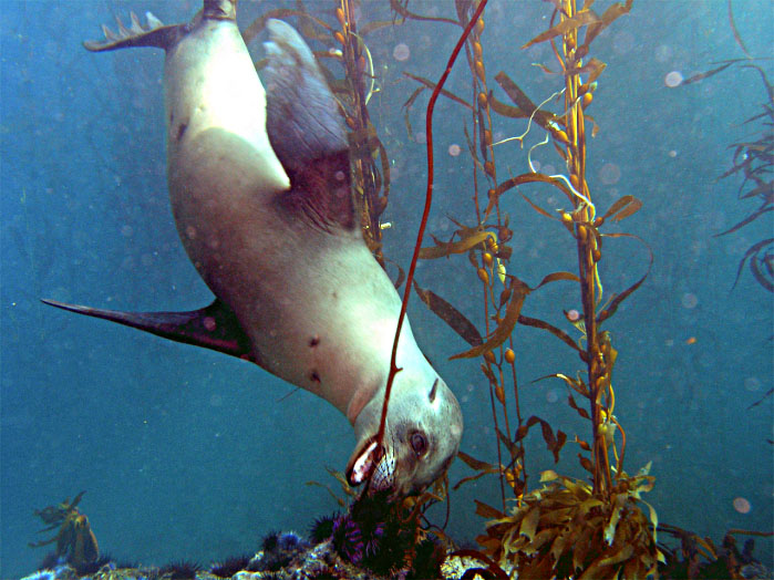 Sea Lions