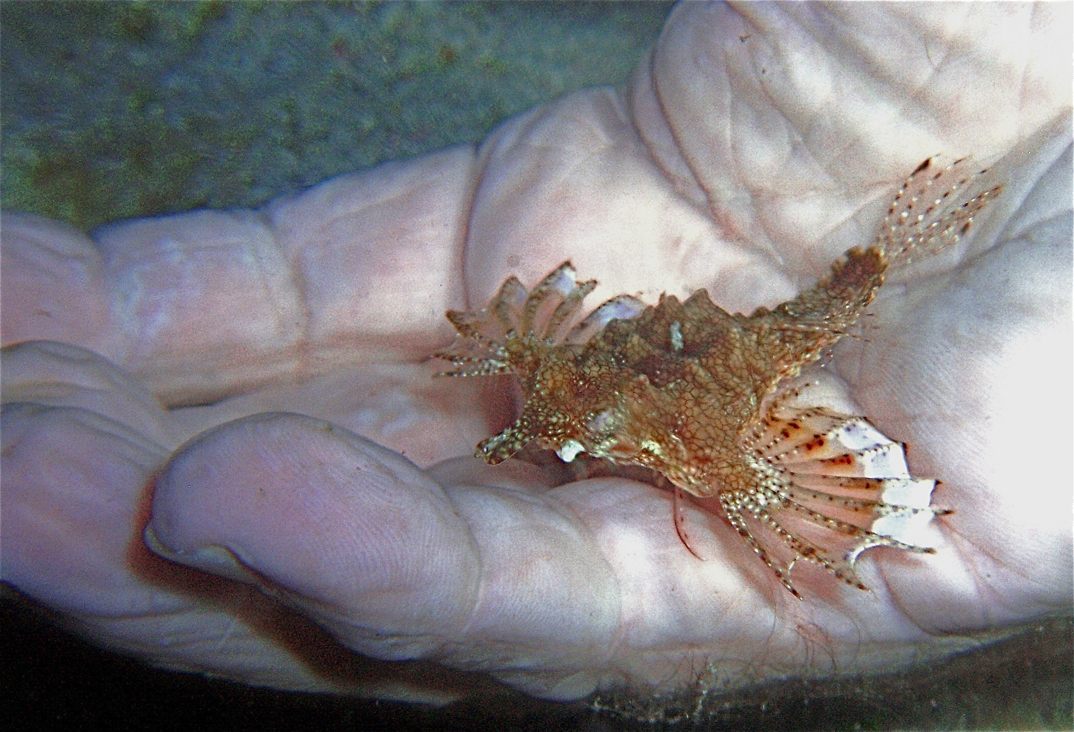 Sea Moth, SoPac-Philippines