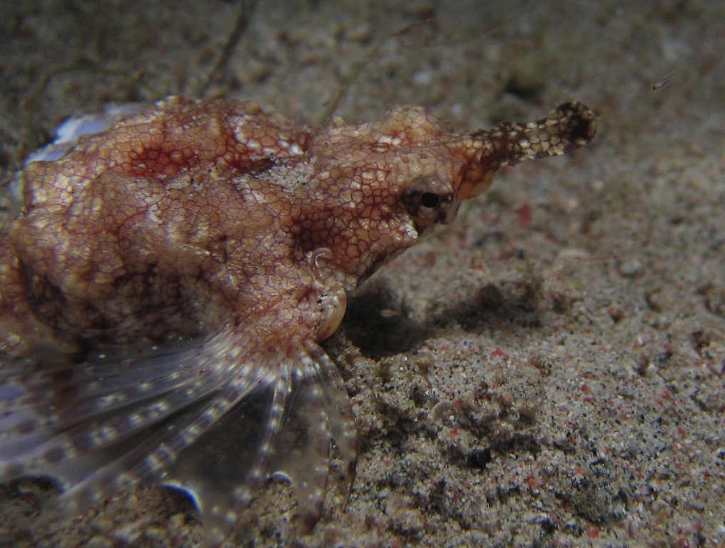 Sea Moth