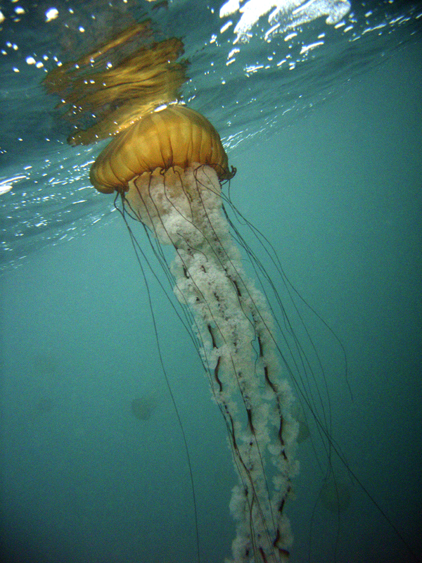 Sea Nettle at Surface