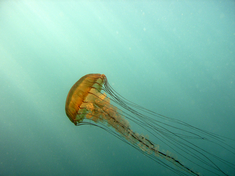 Sea Nettle