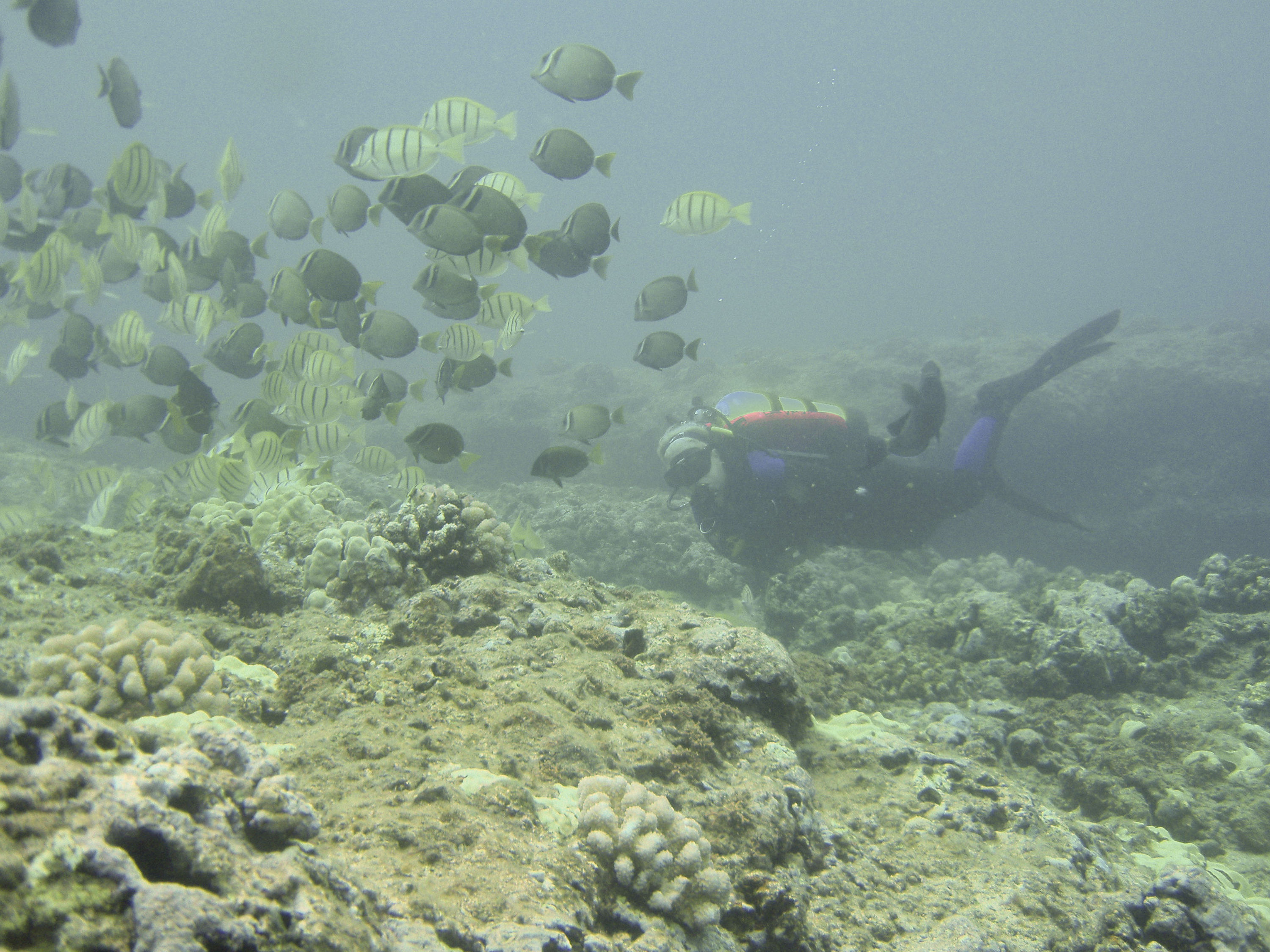 Sea Nymph and the feeding frenzy