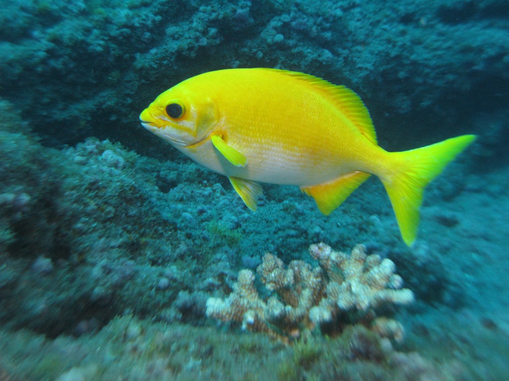 Sea of Cortez Sea Chub (unique yellow)