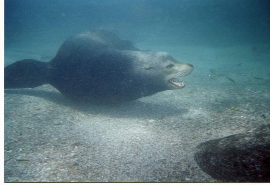 Sea of Cortez