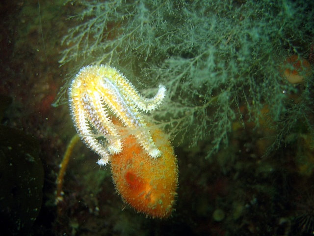 Sea Peach & Starfish