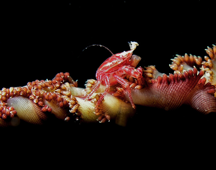 Sea Pen Crab