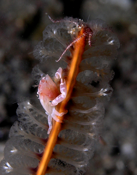 Sea pen crab