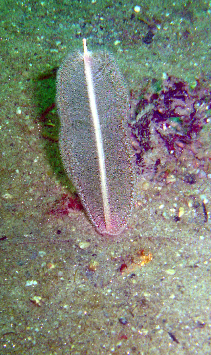 Sea Pen - so hard to photograph correctly.