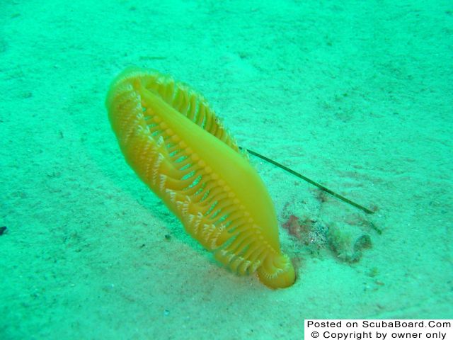 Sea Pen