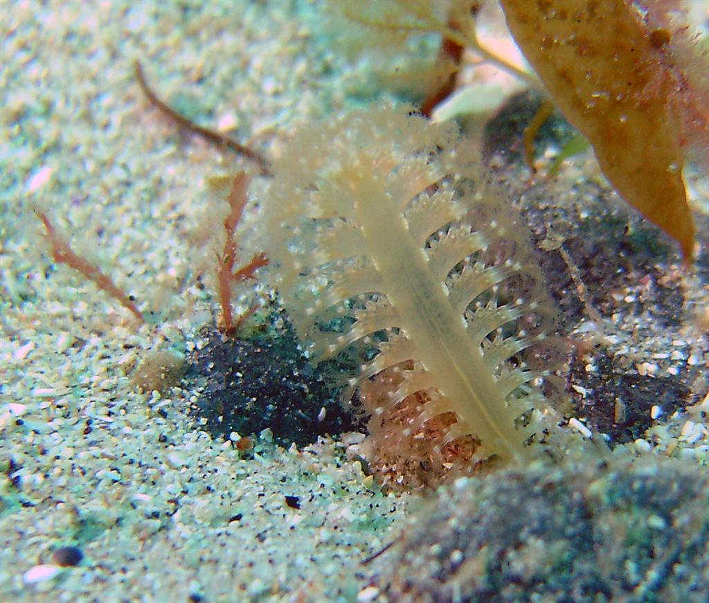 Sea Pen