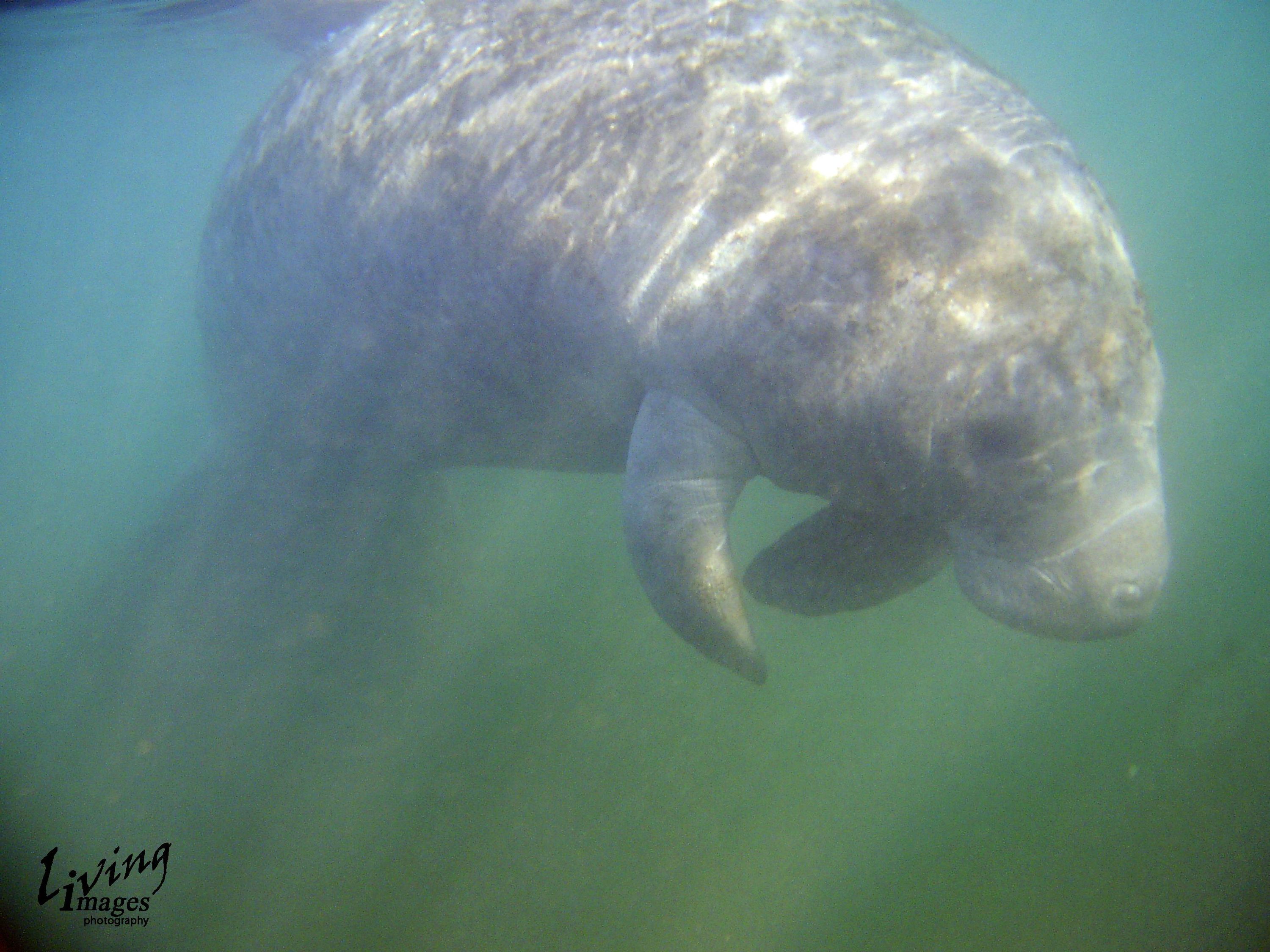 Sea Puppy