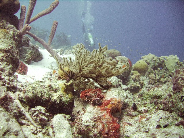 Sea Rod Coral bonaire
