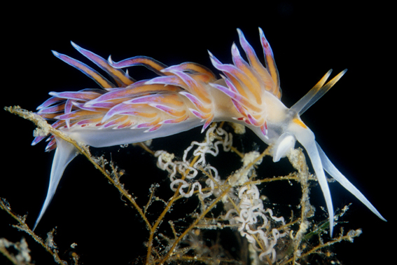 Sea slug