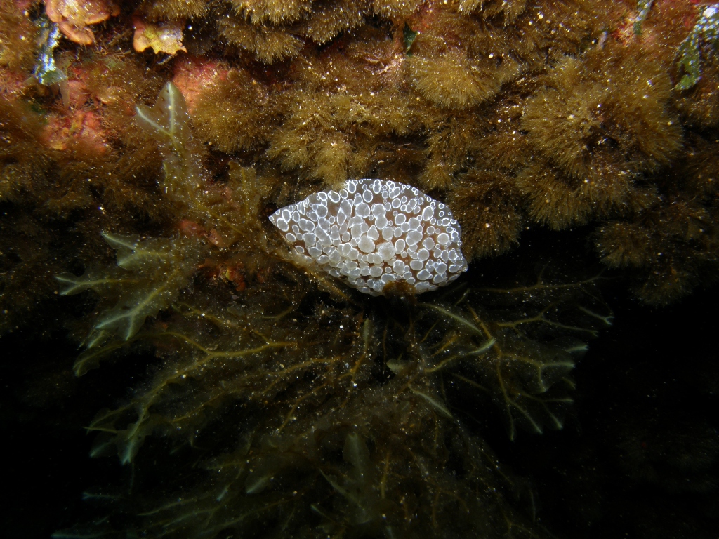 sea snail in St.maria's caves