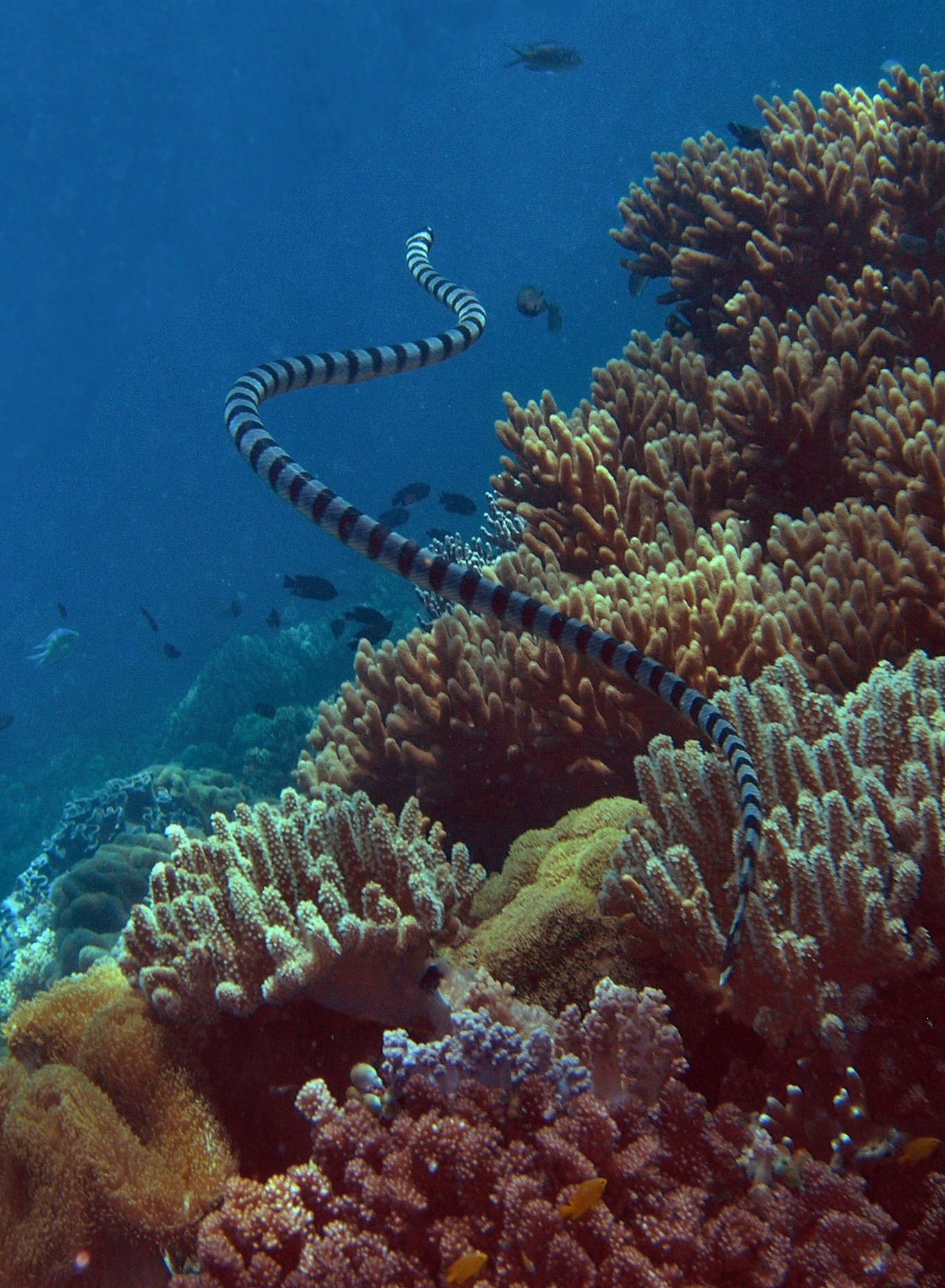 Sea Snake Leaves