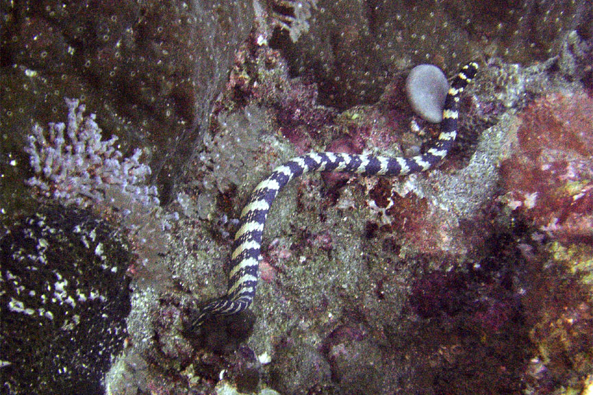 Sea Snake