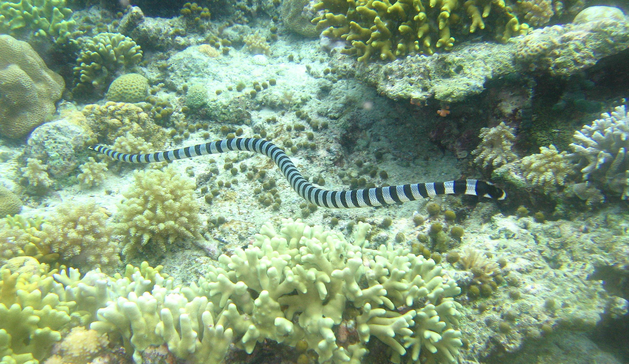 sea snake