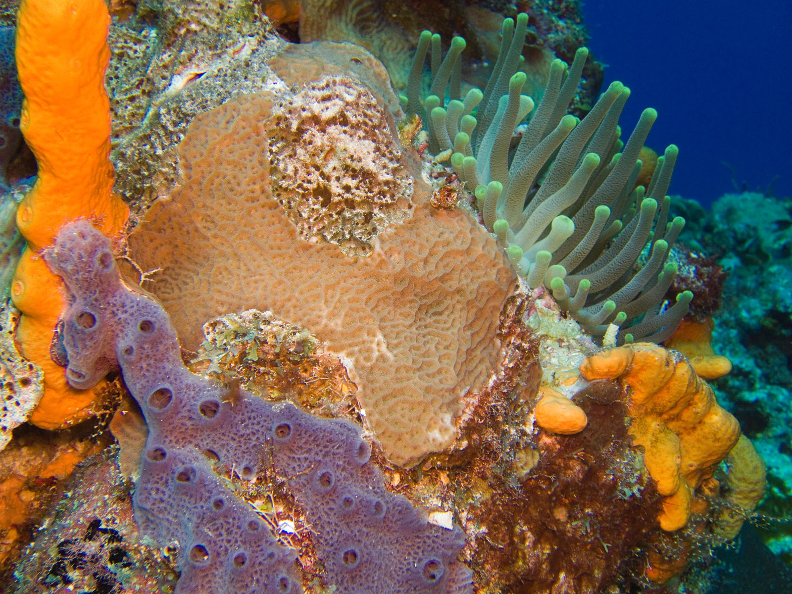 Sea Sponge and Anemone on Columbia Deep