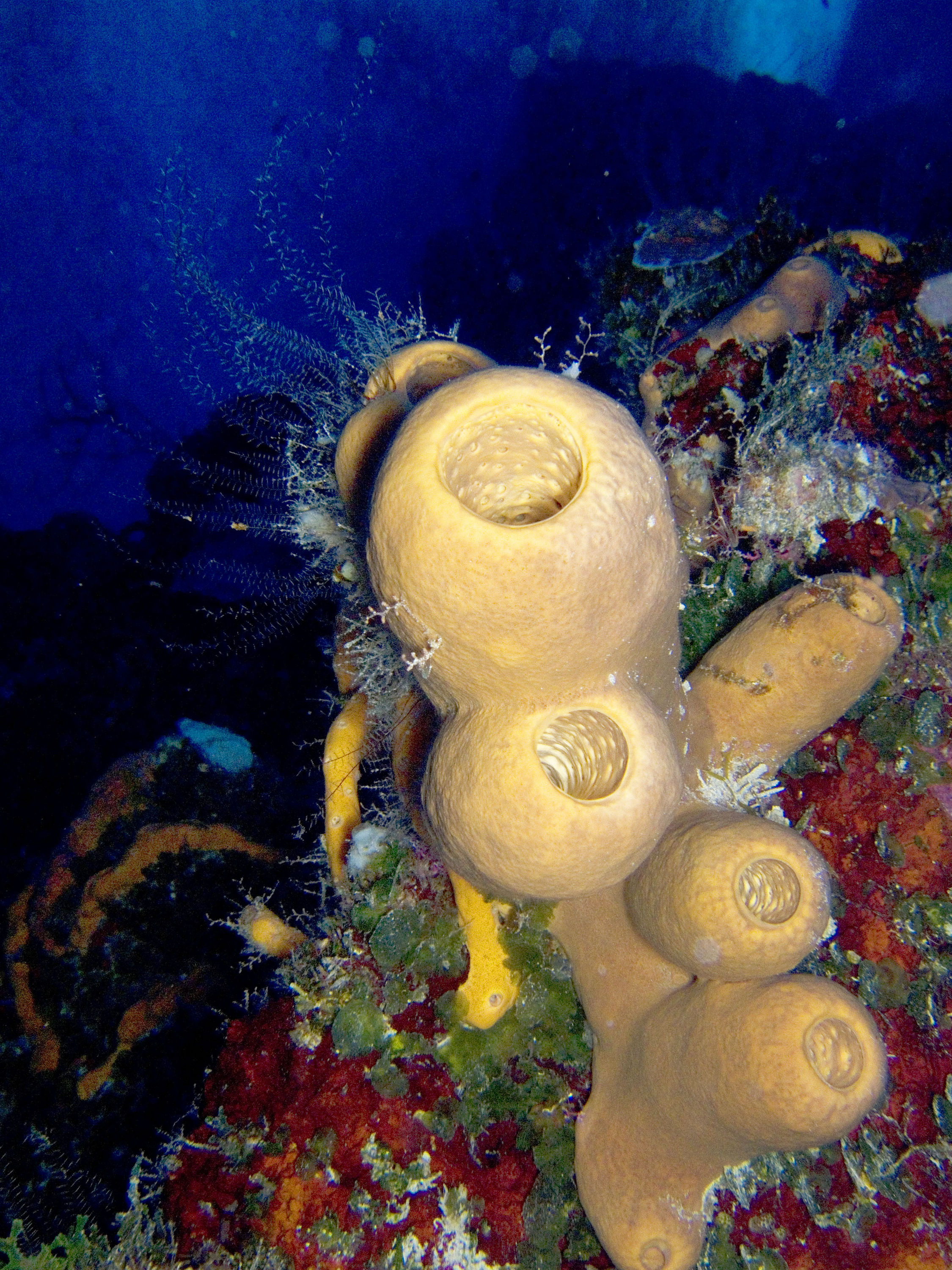 Sea Sponge on Palancar Caves