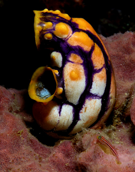 Sea Squirt and friend