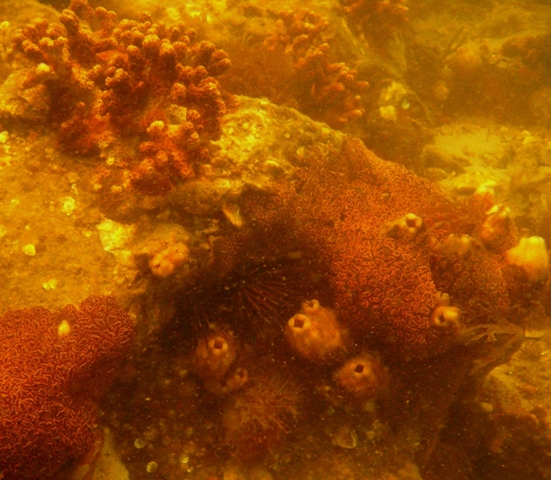 Sea squirts and corals, Radio Island Rock Jetty, Beaufort, NC
