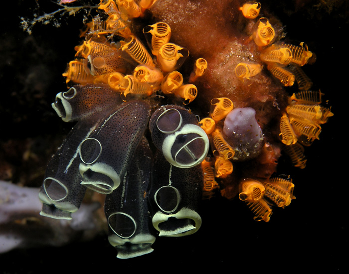 Sea Squirts