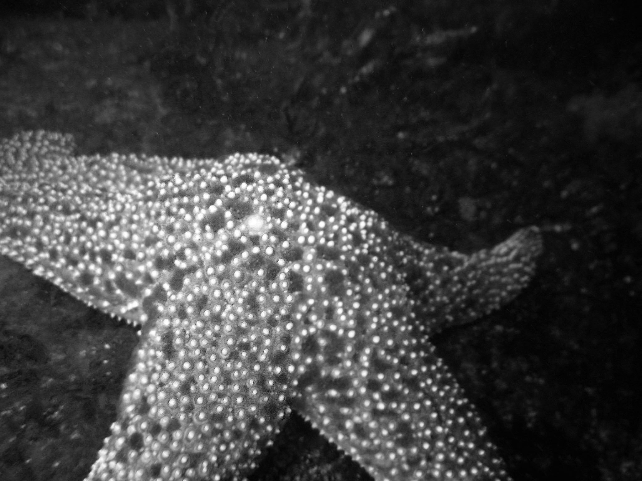 Sea Star - Black & White