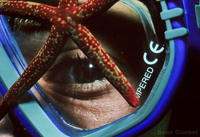 Sea Star on Mask