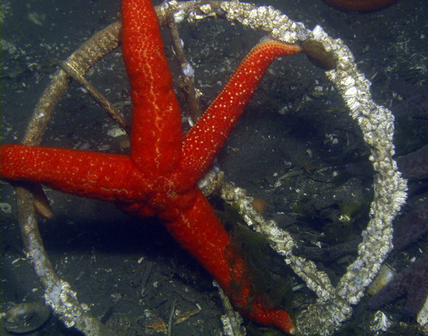 Sea star trying to steer the boat